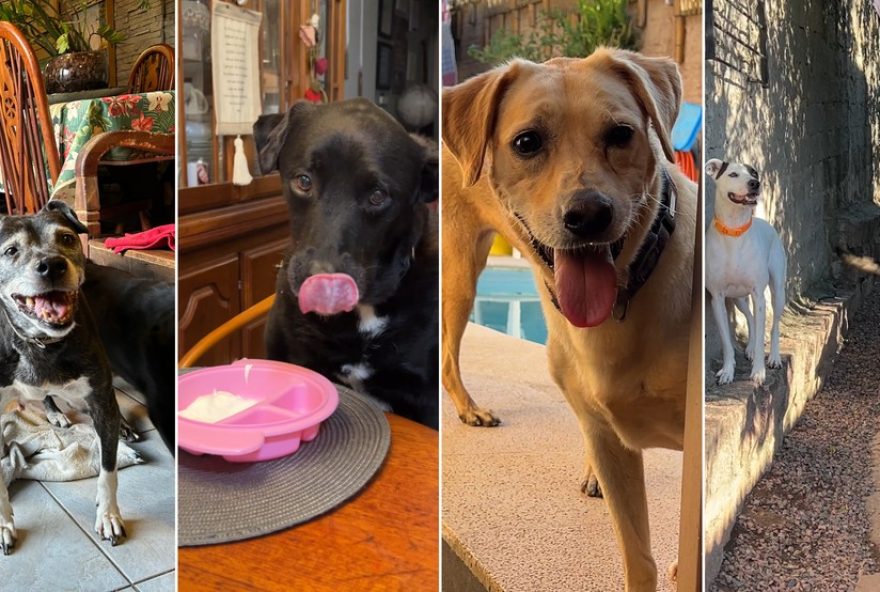 heranca-de-resgates3A-familia-cuida-de-mais-de-300-caes-apos-morte-de-veterinaria-em-show-no-rs heranca-de-resgates3A-familia-cuida-de-mais-de-300-caes-apos-morte-de-veterinaria-em-show-no-rs