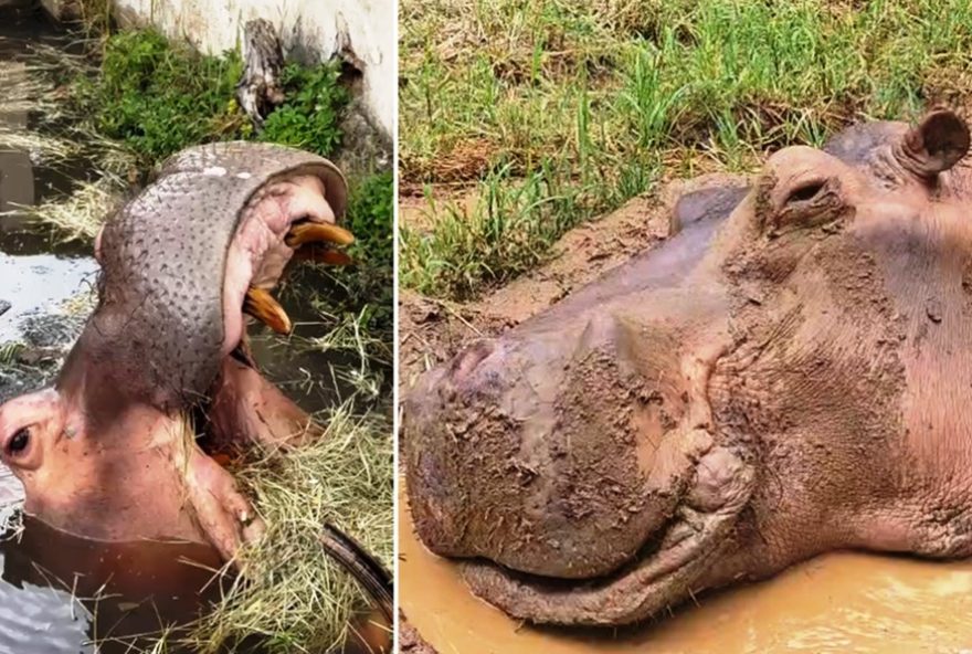 hipopotamo-juninho-melhora-e-parque-ecologico-mourao-reabre-em-leme-sp hipopotamo-juninho-melhora-e-parque-ecologico-mourao-reabre-em-leme-sp