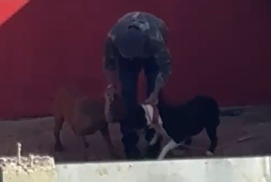 homem-agride-dois-cachorros-em-cascavel3A-investigado-por-maus-tratos
