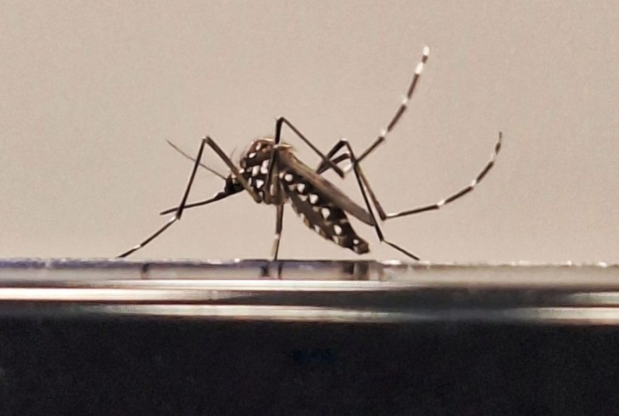 homem-de-53-anos-e-primeira-vitima-de-dengue-em-sp-em-20263A-saiba-mais homem-de-53-anos-e-primeira-vitima-de-dengue-em-sp-em-20263A-saiba-mais