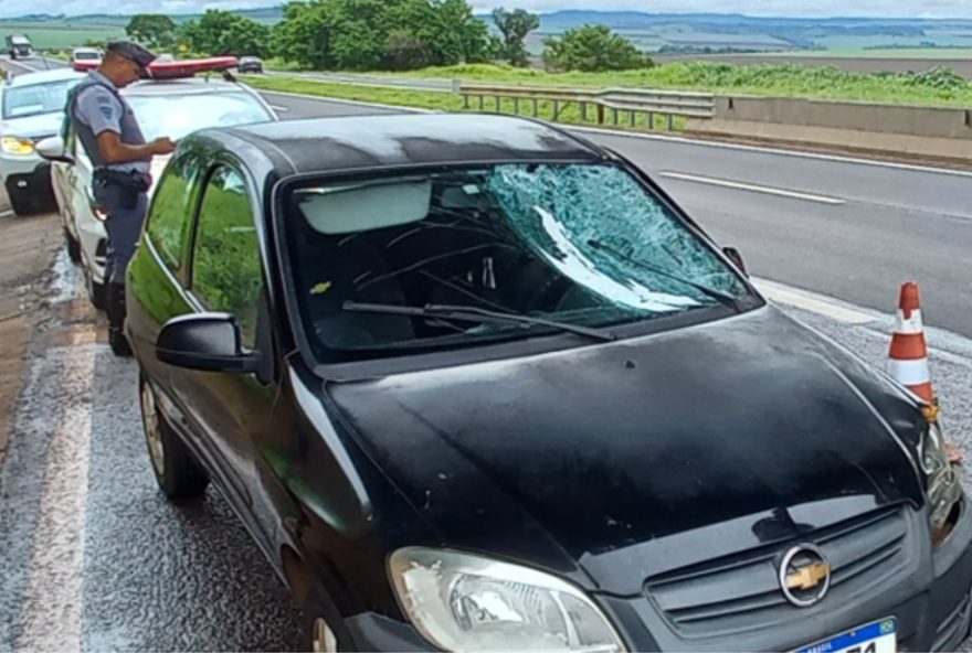 homem-de-53-anos-morre-atropelado-na-rodovia-abrao-assed-em-ribeirao-preto3A-caso-e-investigado