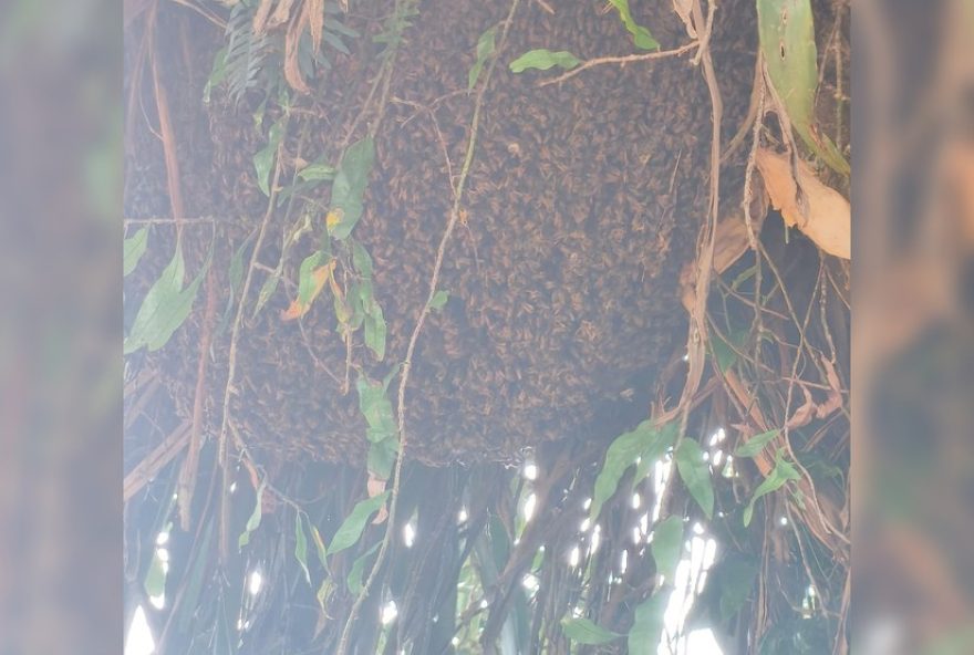 homem-de-55-anos-fica-ferido-apos-levar-30-picadas-de-abelhas-em-sarapui homem-de-55-anos-fica-ferido-apos-levar-30-picadas-de-abelhas-em-sarapui