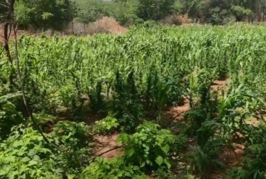 homem-detido-com-13-mil-pes-de-maconha-em-floresta3A-suspeito-e-dono-de-plantacao-e-e-preso-em-operacao-conjunta-das-policias