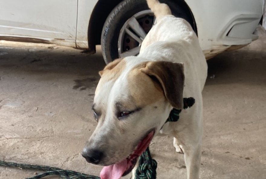 homem-e-detido-em-flagrante-por-maus-tratos-a-cachorro-em-grajau2C-ma3A-caso-gera-revolta-na-comunidade-local