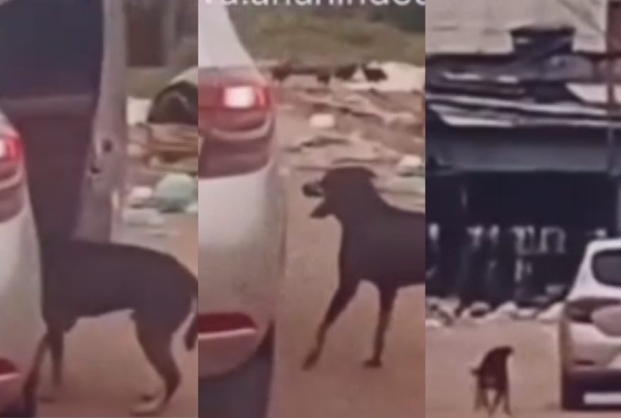 homem-e-flagrado-abandonando-cachorro-na-rua-em-belem homem-e-flagrado-abandonando-cachorro-na-rua-em-belem