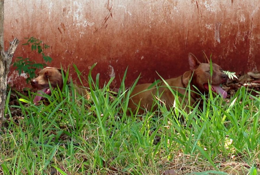 homem-e-gravemente-ferido-por-pitbulls-ao-instalar-porta-em-casa-pr homem-e-gravemente-ferido-por-pitbulls-ao-instalar-porta-em-casa-pr