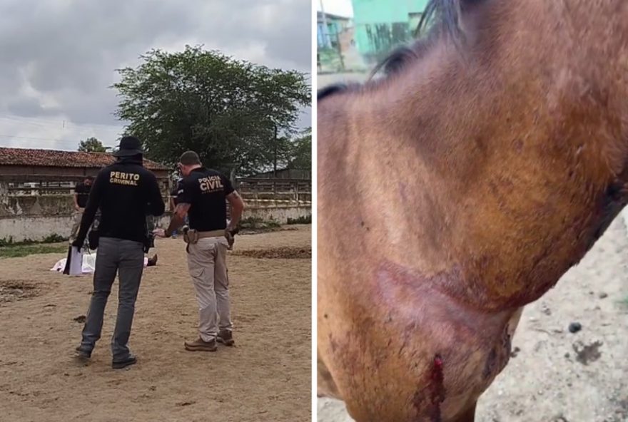 homem-e-morto-a-tiros-e-cavalo-ferido-na-feira-do-gado-em-caruaru3A-violencia-choca-comunidade-e-levanta-questionamentos-sobre-seguranca