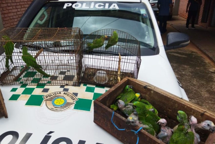 homem-e-multado-em-r24-91-mil-por-manter-22-filhotes-de-papagaio-em-cativeiro-no-interior-de-sp3A-policia-ambiental-atua-contra-crimes-ambientais