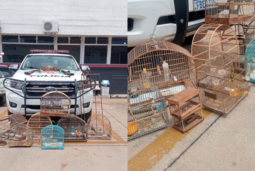 homem-e-multado-por-aves-silvestres-em-cativeiro-em-nova-campina3A-policia-faz-apreensao