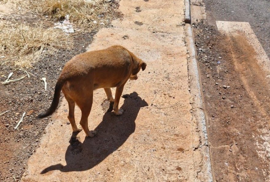 homem-e-preso-apos-jogar-cachorro-em-riacho-do-parana3A-decisao-da-justica.-assista-o-video-revoltante homem-e-preso-apos-jogar-cachorro-em-riacho-do-parana3A-decisao-da-justica.-assista-o-video-revoltante