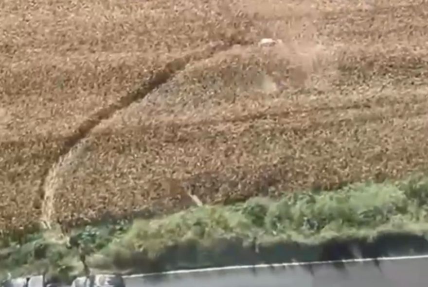 homem-e-preso-com-270-quilos-de-maconha-do-paraguai-a-caminho-de-londrina