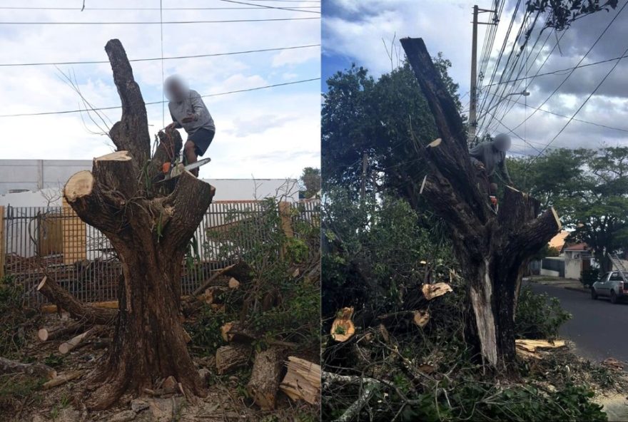 homem-e-preso-duas-vezes-por-cortar-arvore-sem-autorizacao-em-maringa3A-caso-choca-guarda-civil-e-prefeitura