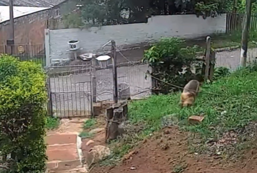 homem-e-preso-em-aparecida-de-goiania-por-esconder-plantacao-de-maconha-entre-milho-e-mandioca homem-e-preso-em-aparecida-de-goiania-por-esconder-plantacao-de-maconha-entre-milho-e-mandioca