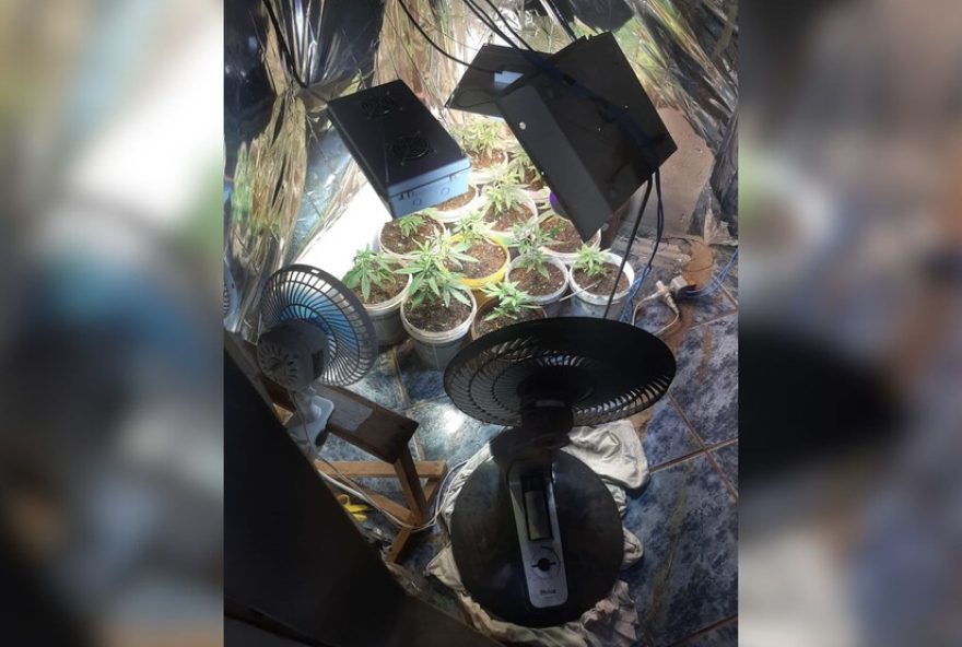 homem-e-preso-em-brejo-alegre-por-cultivar-maconha-em-laboratorio-clandestino