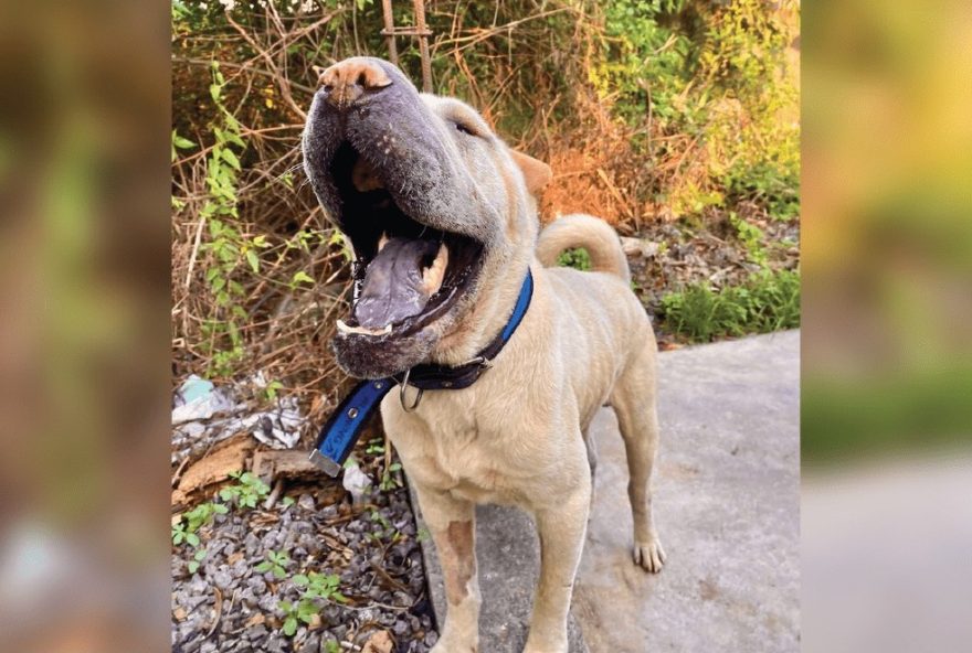 homem-e-preso-por-abandonar-cachorro-de-raca-shar-pei-em-manaus3A-policia-civil-identifica-maus-tratos-e-investiga-caso