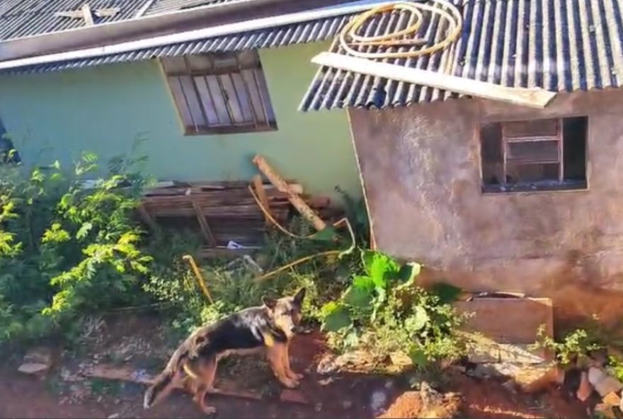 homem-e-preso-por-abandonar-caes-sem-comida-e-agua-no-parana3A-um-dos-animais-foi-encontrado-morto2C-caso-reforca-a-importancia-da-denuncia homem-e-preso-por-abandonar-caes-sem-comida-e-agua-no-parana3A-um-dos-animais-foi-encontrado-morto2C-caso-reforca-a-importancia-da-denuncia