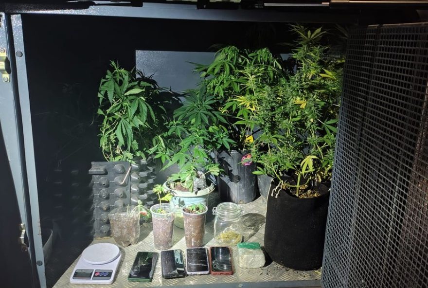homem-e-preso-por-cultivar-maconha-em-estufas-na-laje-de-casa-em-periquito2C-mg
