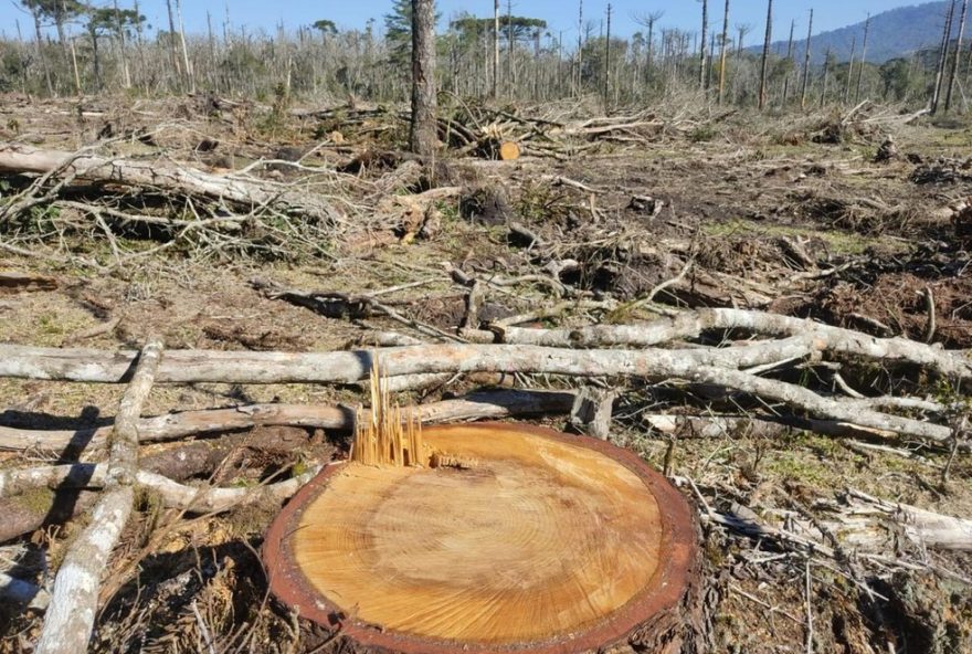 homem-e-preso-por-desmatar-1-milhao-de-m2-e-tentar-culpar-caseiro-crime-ambiental-no-parana homem-e-preso-por-desmatar-1-milhao-de-m2-e-tentar-culpar-caseiro-crime-ambiental-no-parana