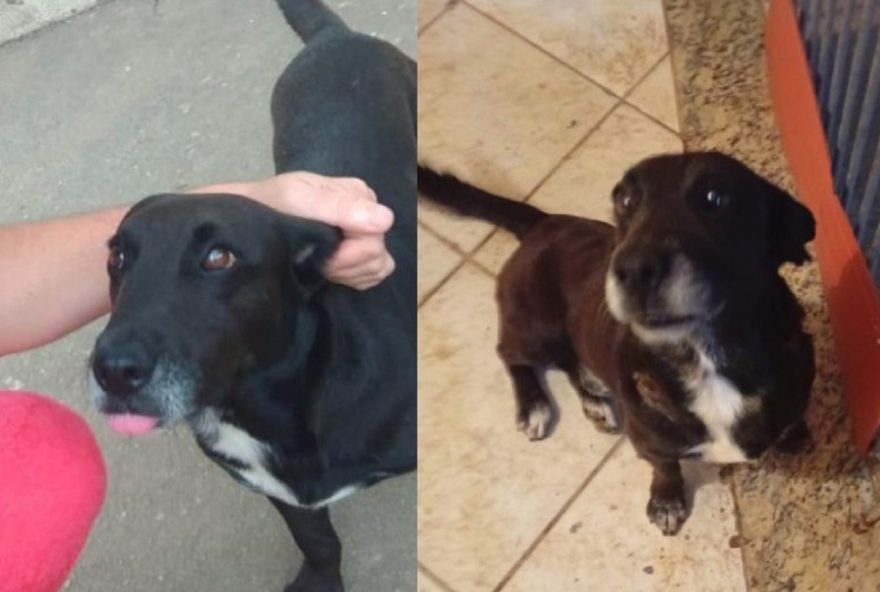 homem-e-preso-por-esfaquear-cachorro-e-ordenar-ataque-de-pitbull-em-mg3A-caso-chocante-causa-revolta-na-zona-da-mata-mineira