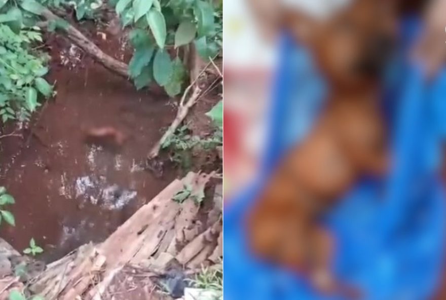 homem-e-preso-por-matar-cachorro-no-rs3B-animal-foi-encontrado-em-vala homem-e-preso-por-matar-cachorro-no-rs3B-animal-foi-encontrado-em-vala