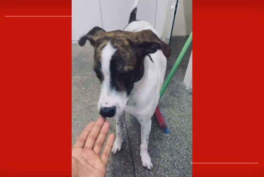 homem-e-preso-por-matar-cao-a-tiros-no-df3A-caso-de-maus-tratos-choca-populacao-e-autoridades-em-arniqueira2C-distrito-federal homem-e-preso-por-matar-cao-a-tiros-no-df3A-caso-de-maus-tratos-choca-populacao-e-autoridades-em-arniqueira2C-distrito-federal