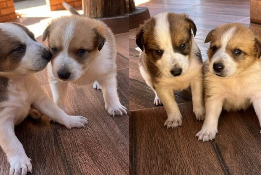 homem-e-preso-por-matar-filhotes-de-cachorro-no-parana3A-dois-sobrevivem-e-sao-acolhidos