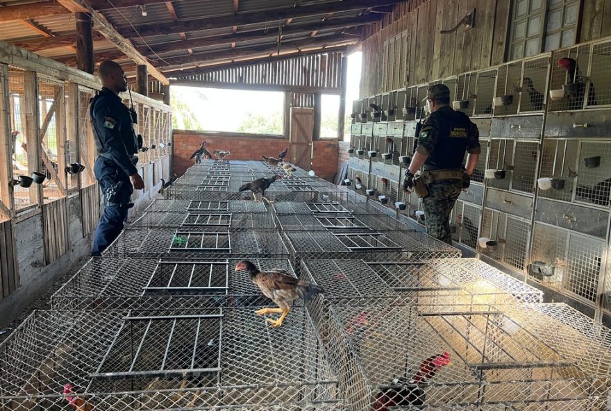 homem-e-preso-por-maus-tratos-a-animais-em-porto-alegre3A-mais-de-500-galos-resgatados