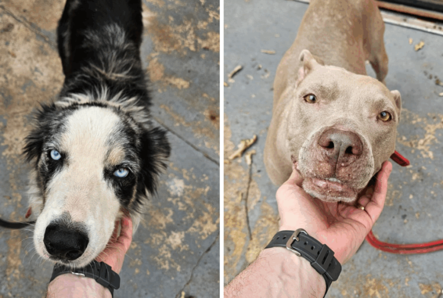 homem-e-preso-por-maus-tratos-a-caes-em-goiania