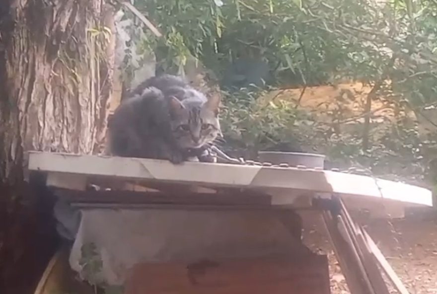 homem-e-preso-por-maus-tratos-a-gatos-acorrentados-e-feridos-no-parana homem-e-preso-por-maus-tratos-a-gatos-acorrentados-e-feridos-no-parana