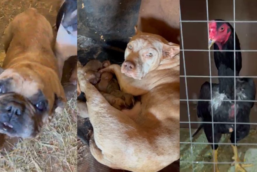 homem-e-preso-por-maus-tratos-a-mais-de-70-animais-no-parana3A-crueldade-choca-e-revela-importancia-da-protecao-animal