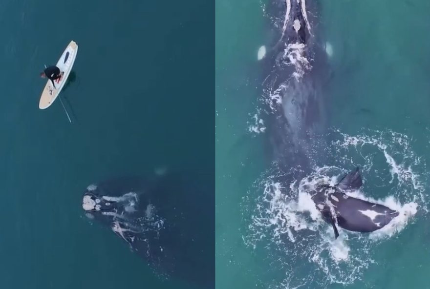 homem-em-prancha-resgata-baleia-presa-em-rede-de-pesca-em-sc3A-multa-e-regras-estabelecidas-no-desenredamento-de-cetaceos