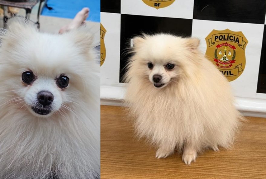 homem-furta-cao-de-casa-no-df3A-flagrante-em-video-e-resgate-do-animal homem-furta-cao-de-casa-no-df3A-flagrante-em-video-e-resgate-do-animal