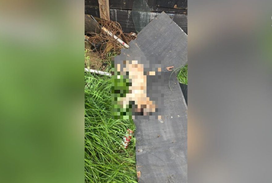 homem-invade-casa-e-espanca-cachorro-ate-a-morte-em-passo-fundo2C-sendo-preso-pela-policia homem-invade-casa-e-espanca-cachorro-ate-a-morte-em-passo-fundo2C-sendo-preso-pela-policia