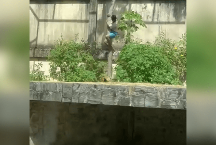 homem-invade-jaula-e-e-morto-por-leoa-no-zoologico-de-joao-pessoa homem-invade-jaula-e-e-morto-por-leoa-no-zoologico-de-joao-pessoa