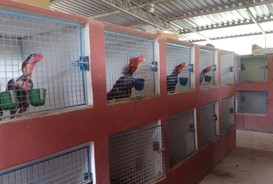 homem-multado-em-r24-651-mil-por-manter-galos-em-rinha-em-jarinu3A-operacao-da-policia-civil-revela-esquema-ilegal homem-multado-em-r24-651-mil-por-manter-galos-em-rinha-em-jarinu3A-operacao-da-policia-civil-revela-esquema-ilegal