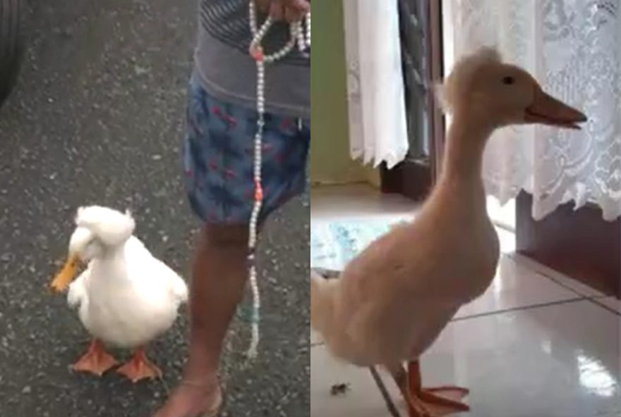 homem-presenteado-com-marreco-de-pompom-pela-bisneta-surpreende-ao-levar-animal-para-passear-em-joinville2C-sc homem-presenteado-com-marreco-de-pompom-pela-bisneta-surpreende-ao-levar-animal-para-passear-em-joinville2C-sc