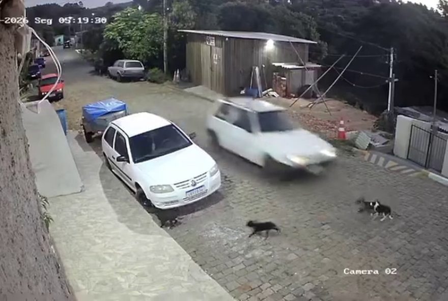 homem-preso-por-atropelar-e-matar-caes-no-rs3A-provas-indicam-crime-doloso
