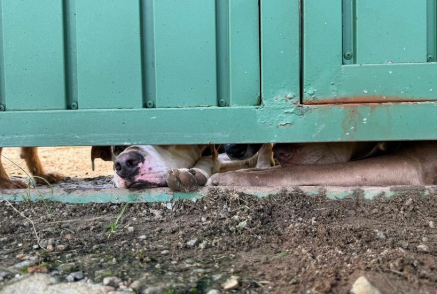 homem-preso-por-maus-tratos-a-60-caes-em-sao-roque homem-preso-por-maus-tratos-a-60-caes-em-sao-roque