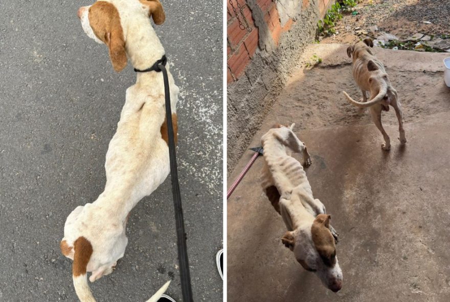 homem-preso-por-maus-tratos-a-caes-em-campinas3A-resgate-de-animais-em-estado-critico.-populacao-se-mobiliza-por-justica