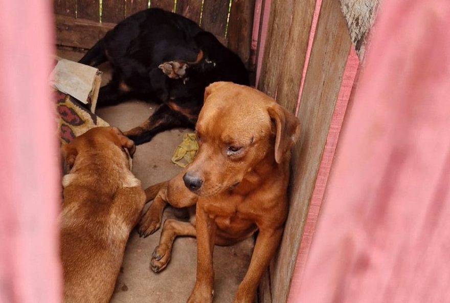 homem-preso-por-maus-tratos-a-caes-em-sao-jose-do-rio-pardo3A-animais-sem-comida-e-em-condicoes-precarias