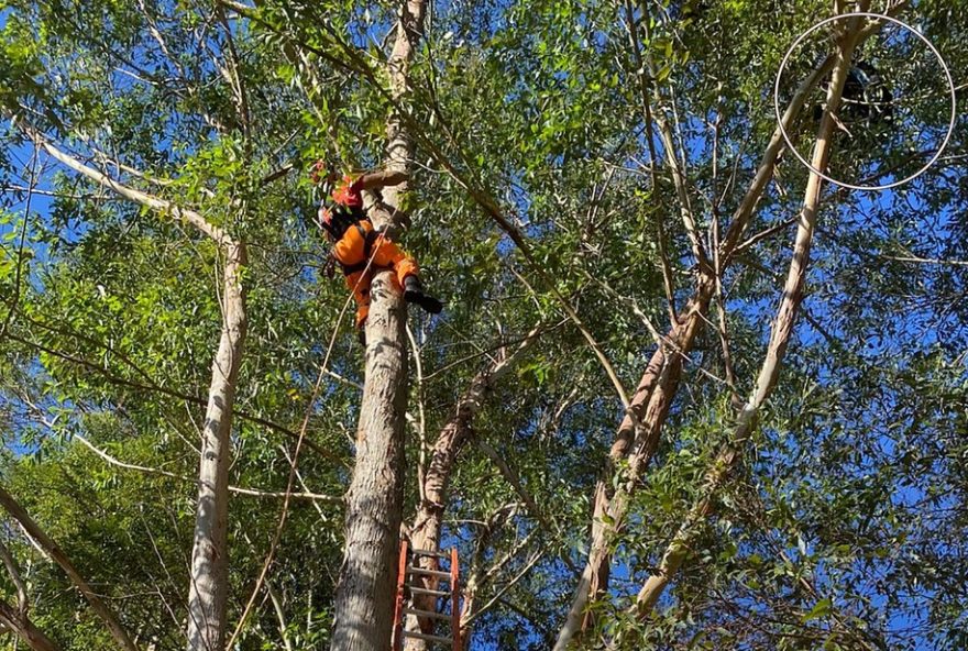 homem-resgatado-com-sucesso-apos-ficar-preso-em-arvore-ao-saltar-de-paraglider-em-mg homem-resgatado-com-sucesso-apos-ficar-preso-em-arvore-ao-saltar-de-paraglider-em-mg