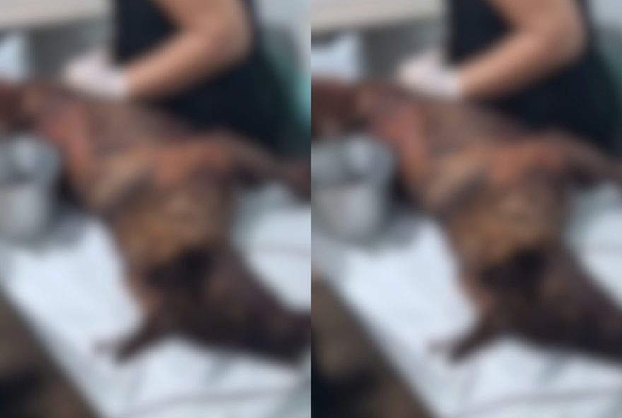 homem-suspeito-de-arrastar-cachorra-e-liberado3A-testemunha-afirma-que-agiu-conscientemente homem-suspeito-de-arrastar-cachorra-e-liberado3A-testemunha-afirma-que-agiu-conscientemente