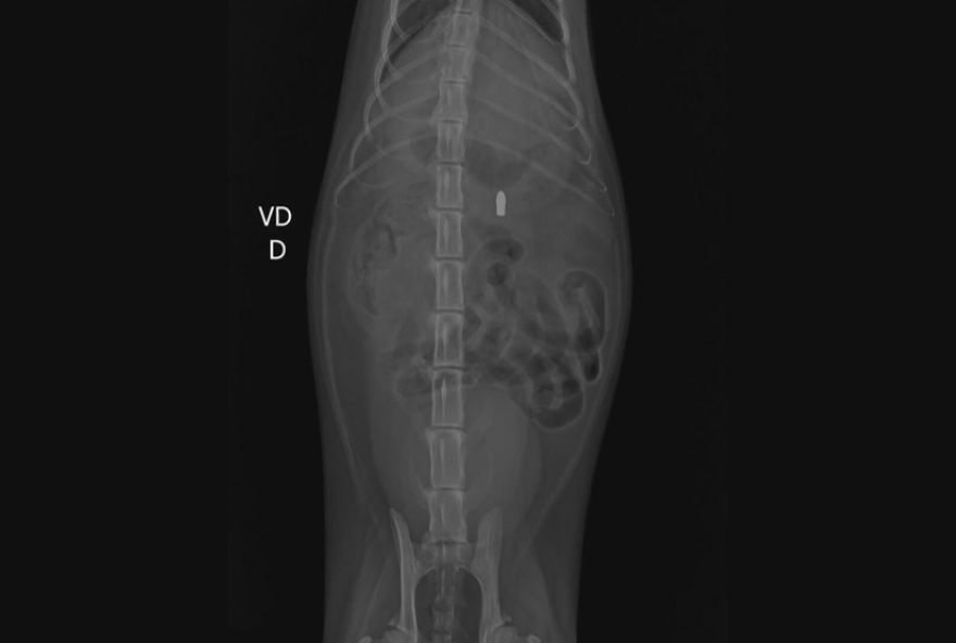 homem-suspeito-de-matar-gato-com-arma-de-ar-em-sobradinho2C-df