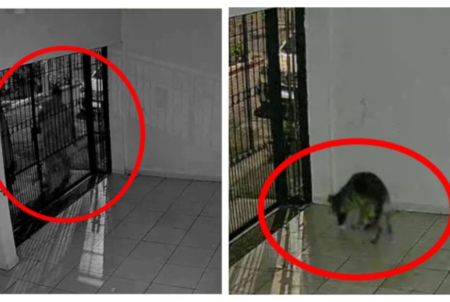 homem-suspeito-mata-cachorro-com-chumbinho-na-casa-verde2C-zona-norte-de-sp homem-suspeito-mata-cachorro-com-chumbinho-na-casa-verde2C-zona-norte-de-sp