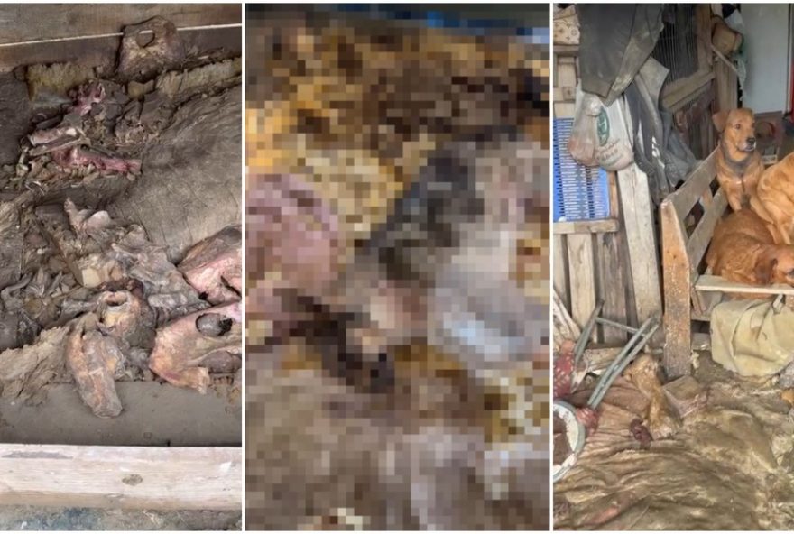 homem-vira-reu-por-congelar-caes-em-freezer-em-sc3A-mais-de-60-animais-resgatados homem-vira-reu-por-congelar-caes-em-freezer-em-sc3A-mais-de-60-animais-resgatados