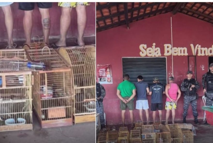homens-presos-em-bar-por-trafico-de-animais-em-buriticupu3B-100-passaros-resgatados-pelo-ibama homens-presos-em-bar-por-trafico-de-animais-em-buriticupu3B-100-passaros-resgatados-pelo-ibama