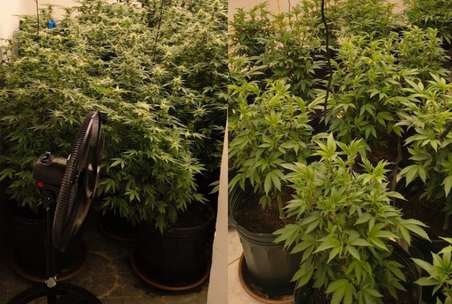 homens-sao-presos-por-trafico-apos-policia-encontrar-estufas-de-maconha-em-casa homens-sao-presos-por-trafico-apos-policia-encontrar-estufas-de-maconha-em-casa
