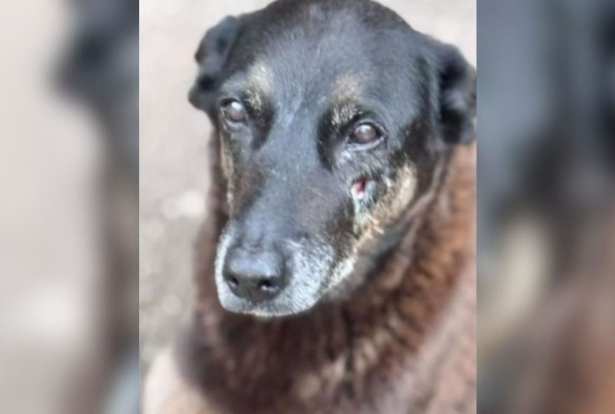 hospital-veterinario-24h-municipal-leste-22cao-orelha22-em-sao-paulo3A-cadastro-gratuito-e-atendimento-de-emergencia-para-pets hospital-veterinario-24h-municipal-leste-22cao-orelha22-em-sao-paulo3A-cadastro-gratuito-e-atendimento-de-emergencia-para-pets