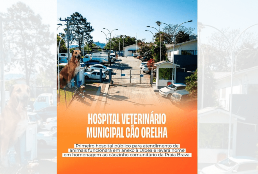 hospital-veterinario-municipal-cao-orelha3A-cuidado-e-protecao-para-animais-em-florianopolis
