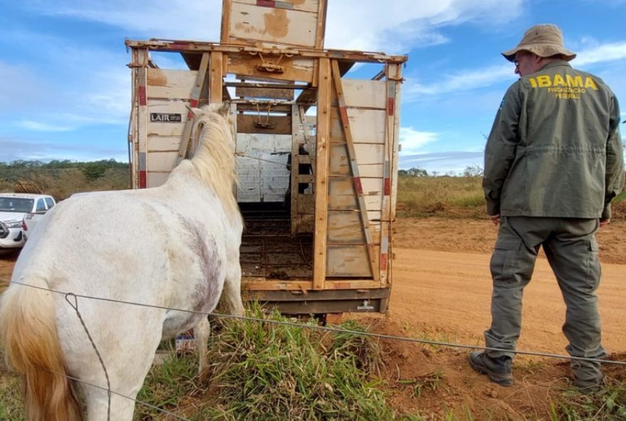 ibama-apreende-20-animais-em-area-de-protecao-ambiental-em-tapira3A-multas-de-r24-45-mil-aplicadas-aos-responsaveis